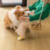 Klick Vinylboden Quick Step Bloom Brushed Oak Honey im Flur verlegt, ein Mädchen sitzt auf einer Schaukel und streichelt einen Hund.
